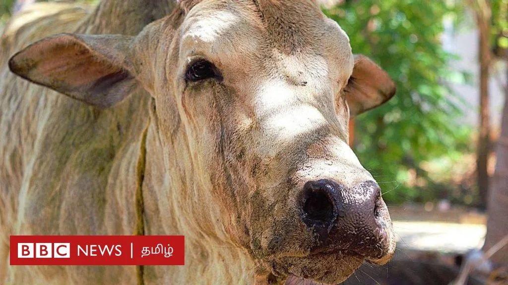 தமிழ்நாடு: மாடுகளுக்கு பரவும் பெரியம்மை நோய் மனிதர்களுக்கும் பரவுமா?