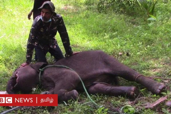 இலங்கை: குட்டி யானைகளை பலி கொள்ளும் அவுட்டுக்காய் - 10 ஆண்டுகளில் 587 யானைகள் உயிரிழப்பு