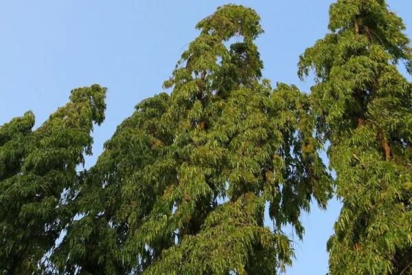 Vastu tips: இந்த மரத்தை வீட்டில் வளர்த்தால் தீராத பணப்பிரச்சனை தீரும்.. திருமண தோஷம் நீங்கும்!