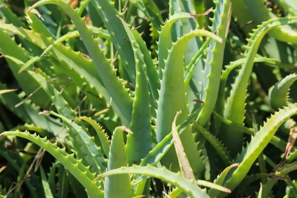 Aloevera Vastu Tips: உங்கள் வீட்டில் செல்வம் பெருக எந்த திசையில் கற்றாழை நட வேண்டும் தெரியுமா?