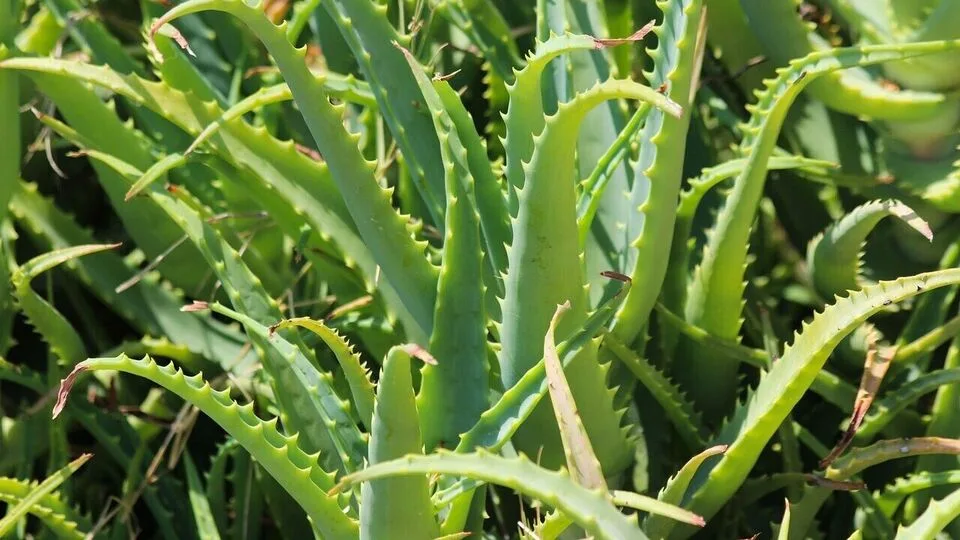 Aloevera Vastu Tips: உங்கள் வீட்டில் செல்வம் பெருக எந்த திசையில் கற்றாழை நட வேண்டும் தெரியுமா?