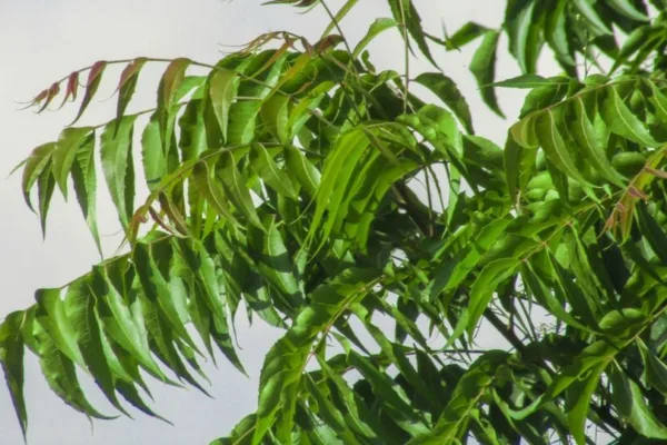 Sani: இந்த ஒரு மரம் உங்கள் வீட்டில் இருந்தால் அனைத்து தோஷங்களும் நீங்கும்!