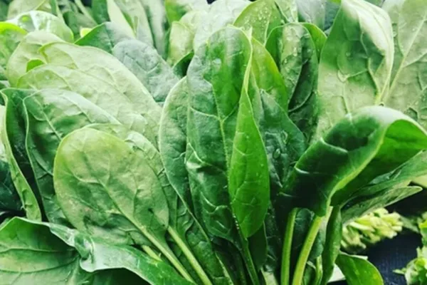 Astro Tips: வெள்ளி.. செவ்வாய்.. பூஜை நாட்களில் கீரை சமைக்கலாமா?