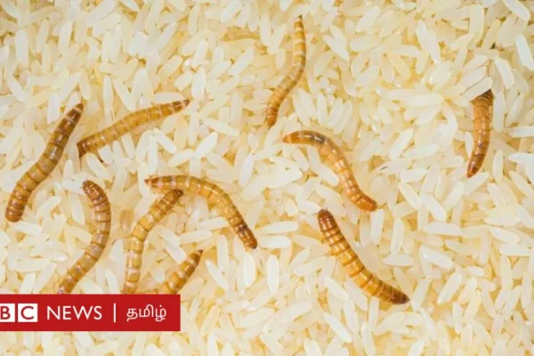 அரிசியில் புழுக்கள் வருவது ஏன்? தடுக்க என்ன செய்வது? புழு பிடித்த அரிசியை சமைத்து சாப்பிட்டால் என்ன ஆகும்?