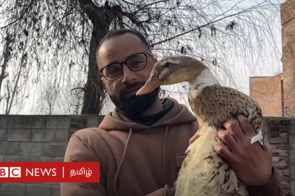 வாத்துகளுக்கு பறக்க கற்றுத்தரும் காஷ்மீர் இளைஞர் - காணொளி