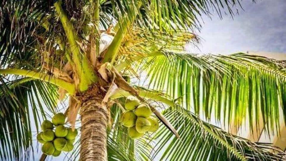 Coconut Tree Vastu: தீராத பிரச்னைகளை தீர்த்து, செல்வ செழிப்பு தரும் தென்னை மரம்! எந்த திசைகளில் நட்டால் நன்மை?