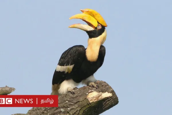 உலக காட்டுயிர் தினம்: இருவாச்சி பறவை தன் துணை இறந்துவிட்டால் செத்துவிடுமா? உண்மை என்ன?