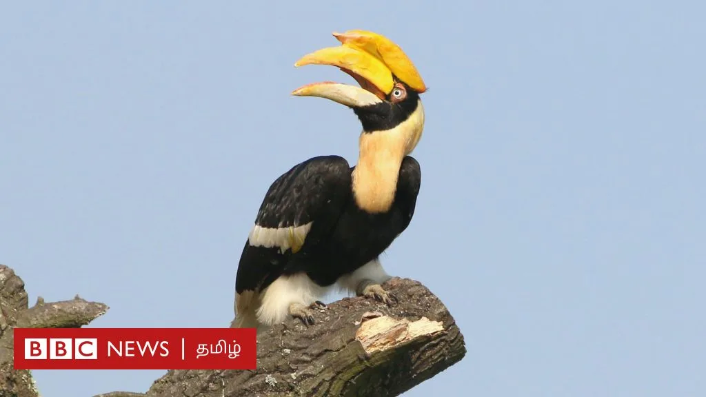 உலக காட்டுயிர் தினம்: இருவாச்சி பறவை தன் துணை இறந்துவிட்டால் செத்துவிடுமா? உண்மை என்ன?
