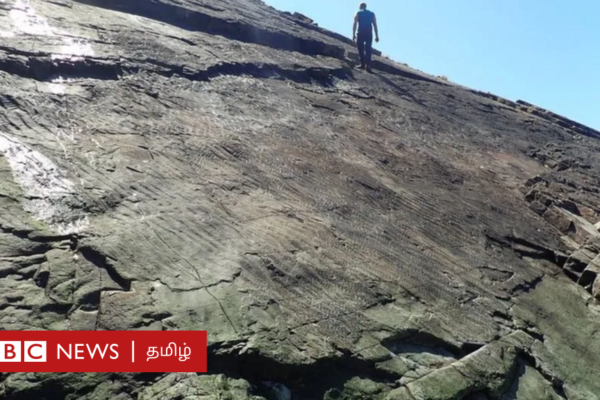 டிக்சோனியா அண்டார்டிகா: 6 அடி உயரம் மட்டுமே வளர்ந்த உலகின் மிகப்பழமையான மரங்கள் நிலப்பரப்பை எப்படி வடிவமைத்தன?