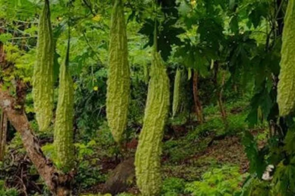 Vastu Tips: உங்கள் தோட்டத்தில் பாகற்காய் செடியை வளர்க்கிறீர்களா? இந்த விஷயத்தில் கவனமா இருங்க!